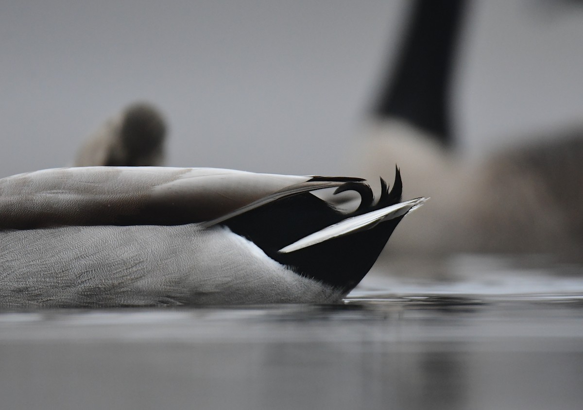 Mallard - ML630278228