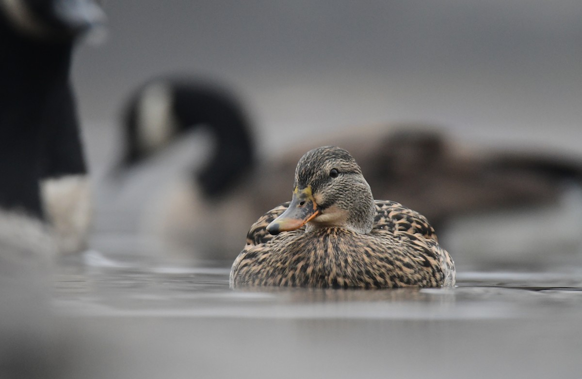 Mallard - ML630278229