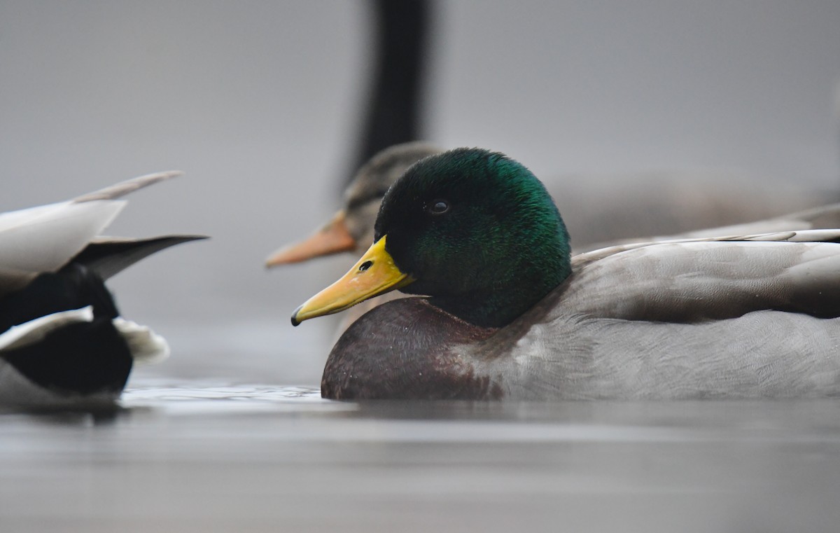 Mallard - ML630278230