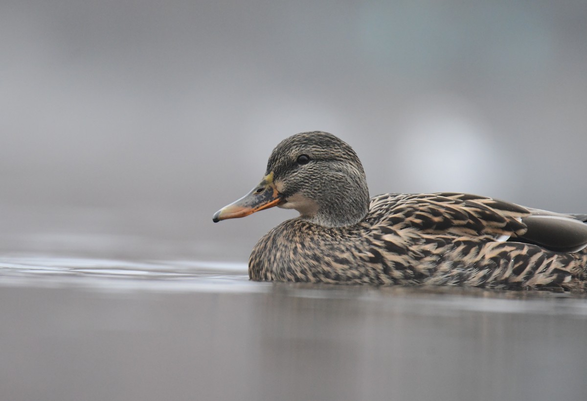 Mallard - ML630278231