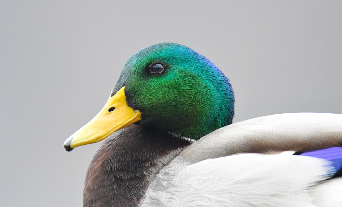 Mallard - ML630278232