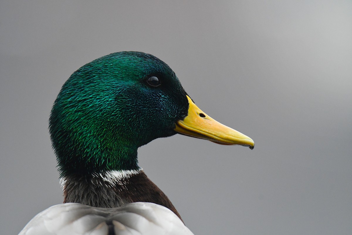 Mallard - ML630278234