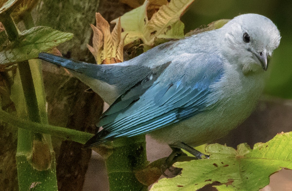 Blue-gray Tanager - ML630278298