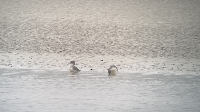 Red-breasted Merganser - ML630278347
