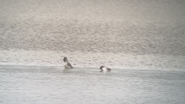 Red-breasted Merganser - ML630278349