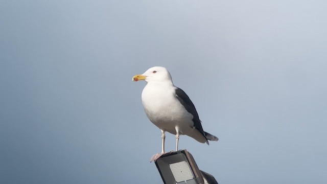 Great Black-backed Gull - ML630278432