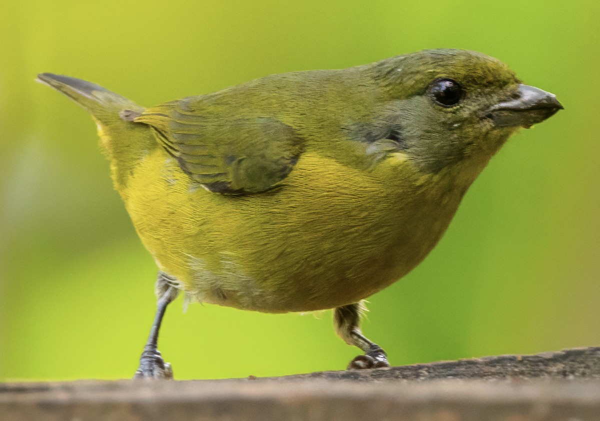 Yellow-throated Euphonia - ML630278465