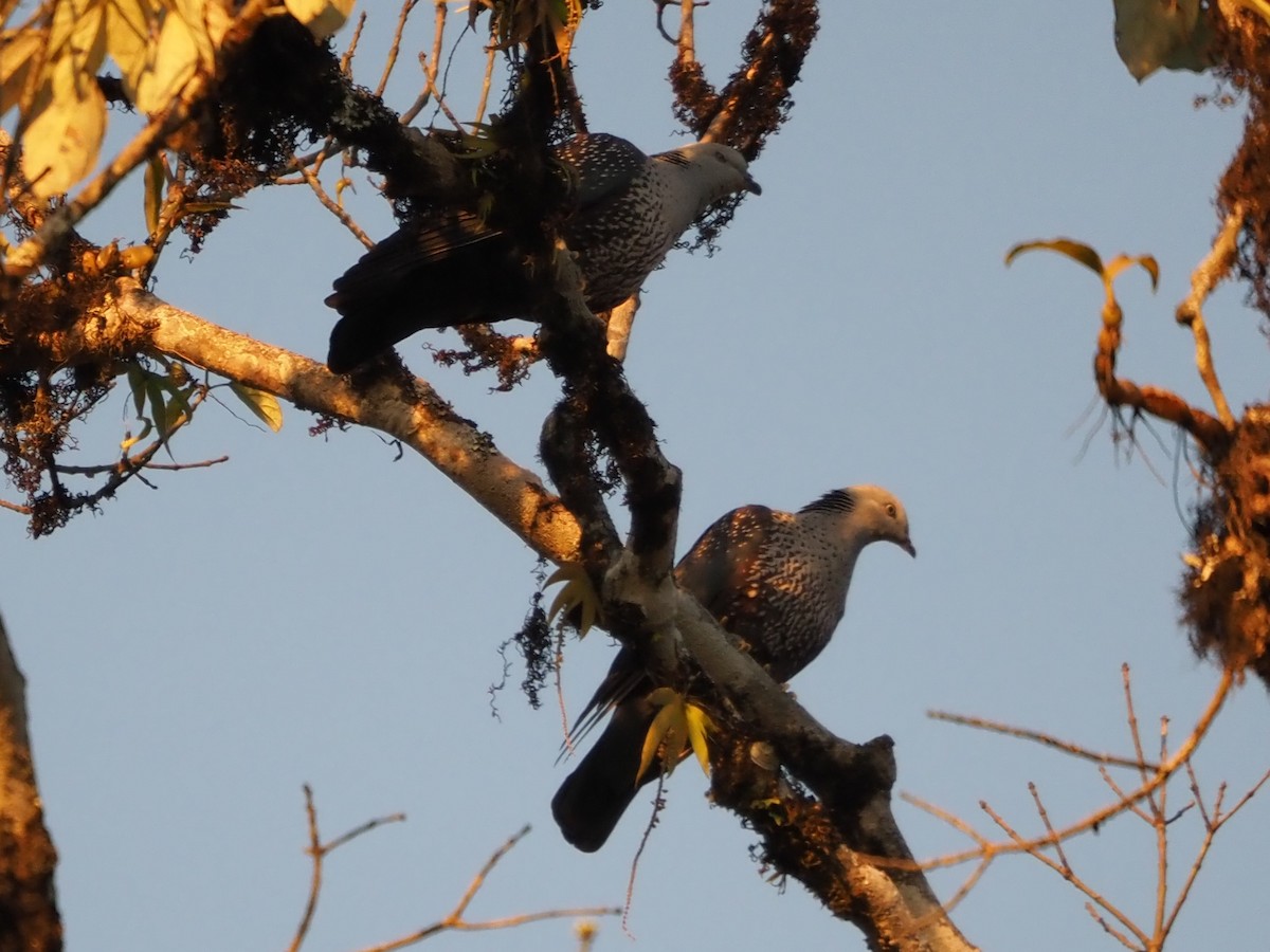 Pigeon de Hodgson - ML630278603