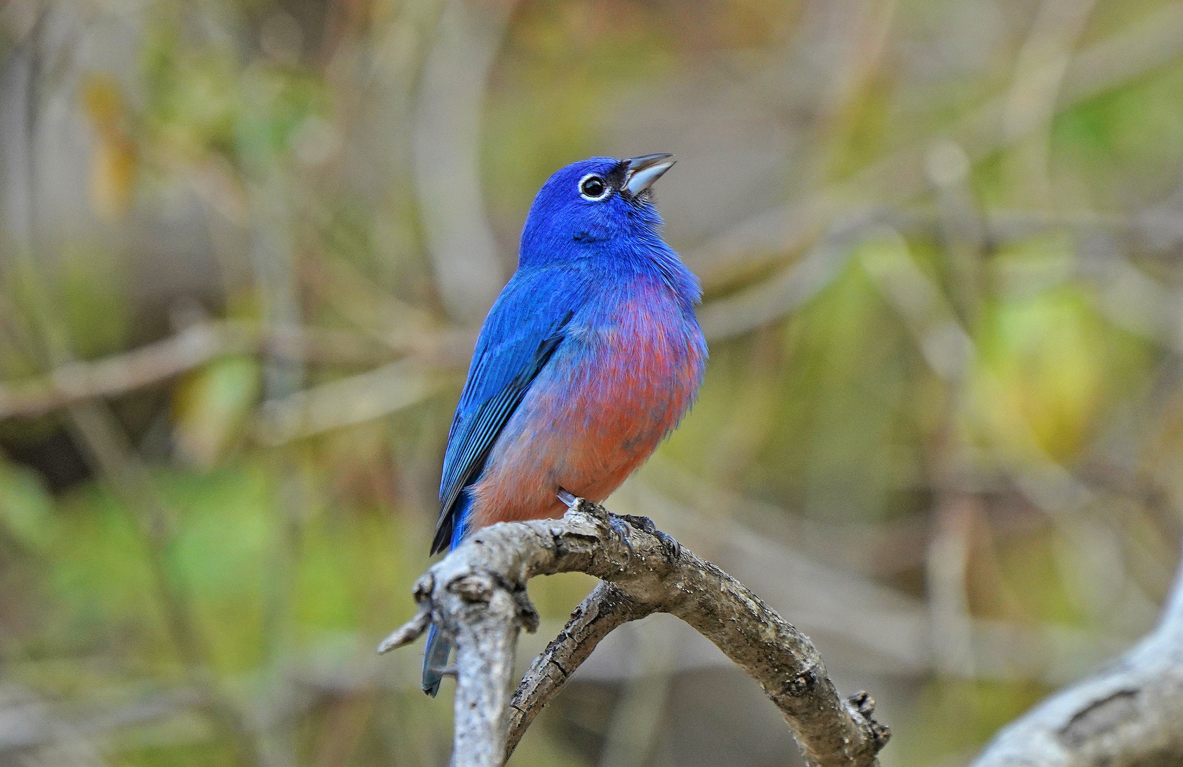 Rose-bellied Bunting