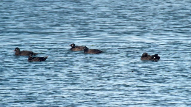 Macreuse brune - ML630278657