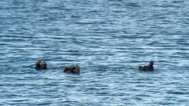 Macreuse brune - ML630278659