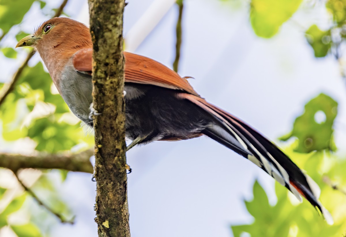 Squirrel Cuckoo - ML630278668