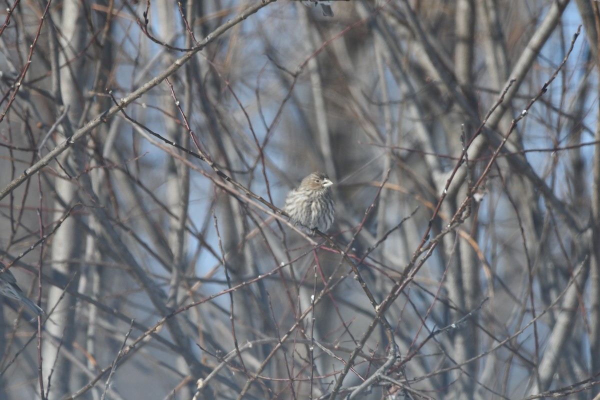 House Finch - ML630278765