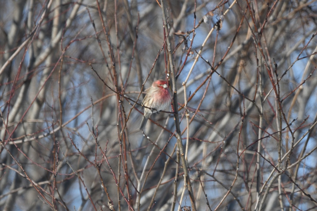 House Finch - ML630278766
