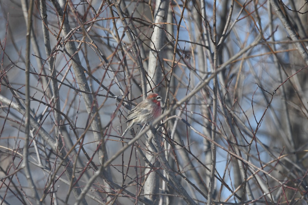 House Finch - ML630278767