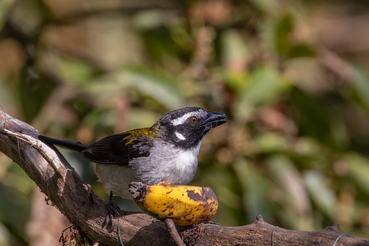 Black-winged Saltator - ML630278996