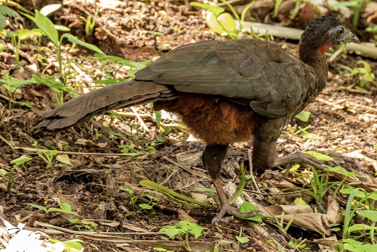 Crested Guan - ML630279042