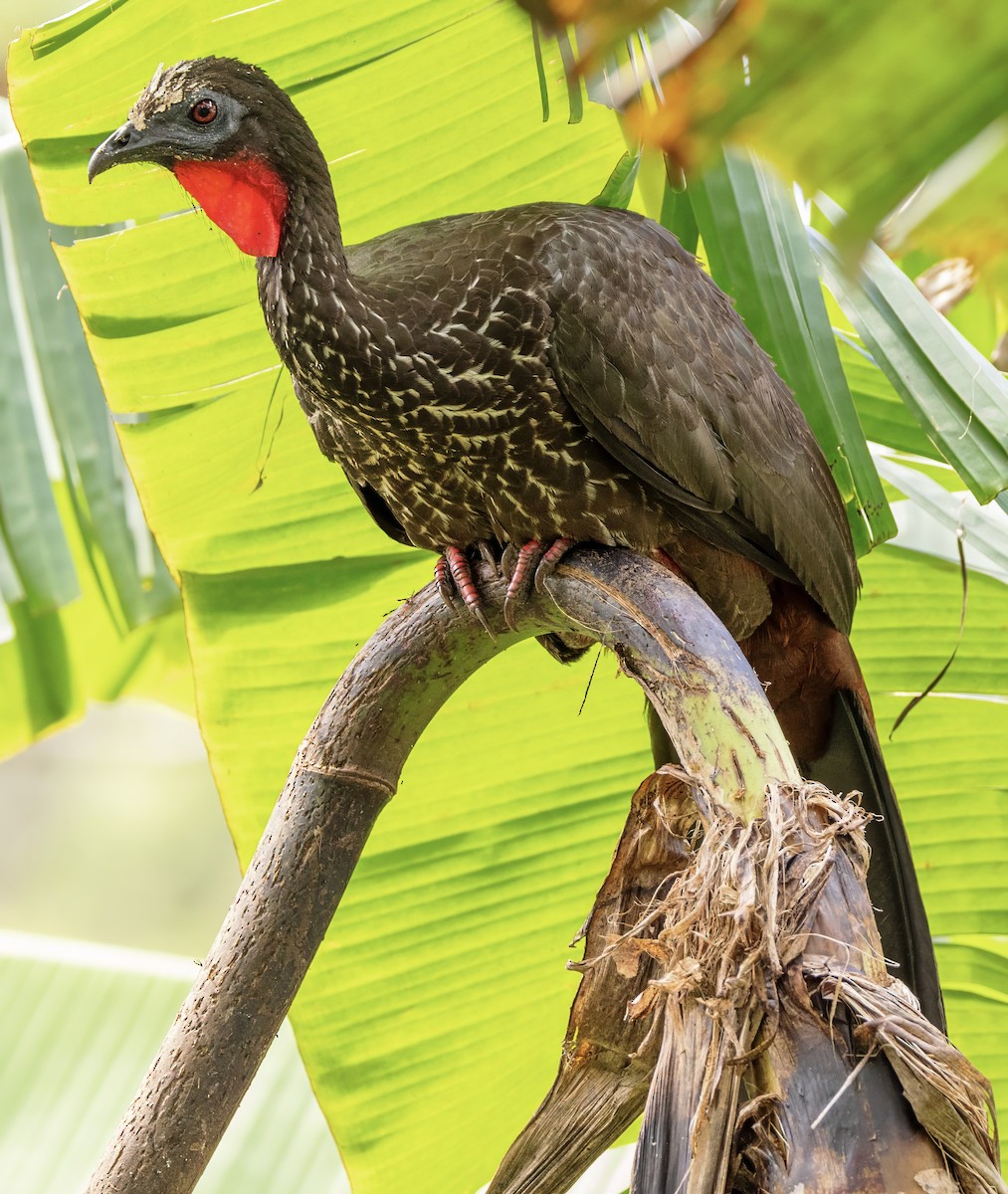 Crested Guan - ML630279043