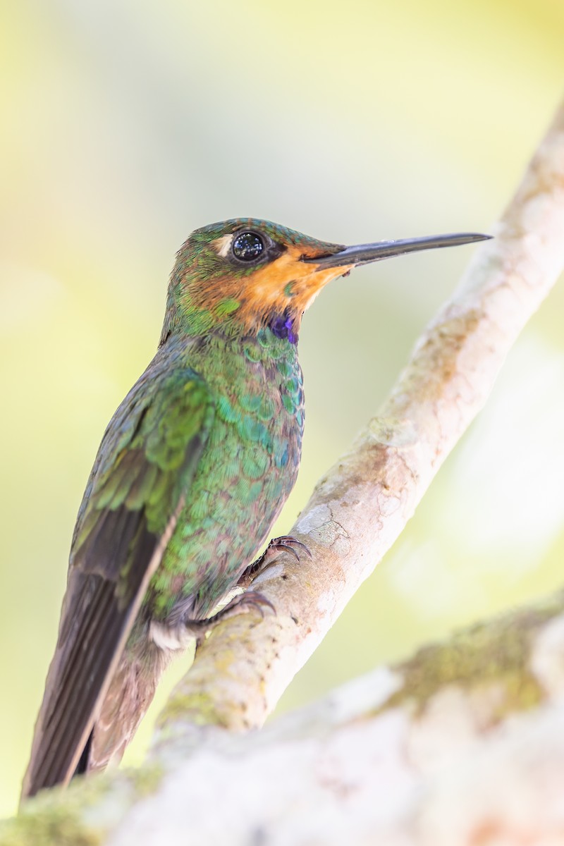 Green-crowned Brilliant - ML630279053