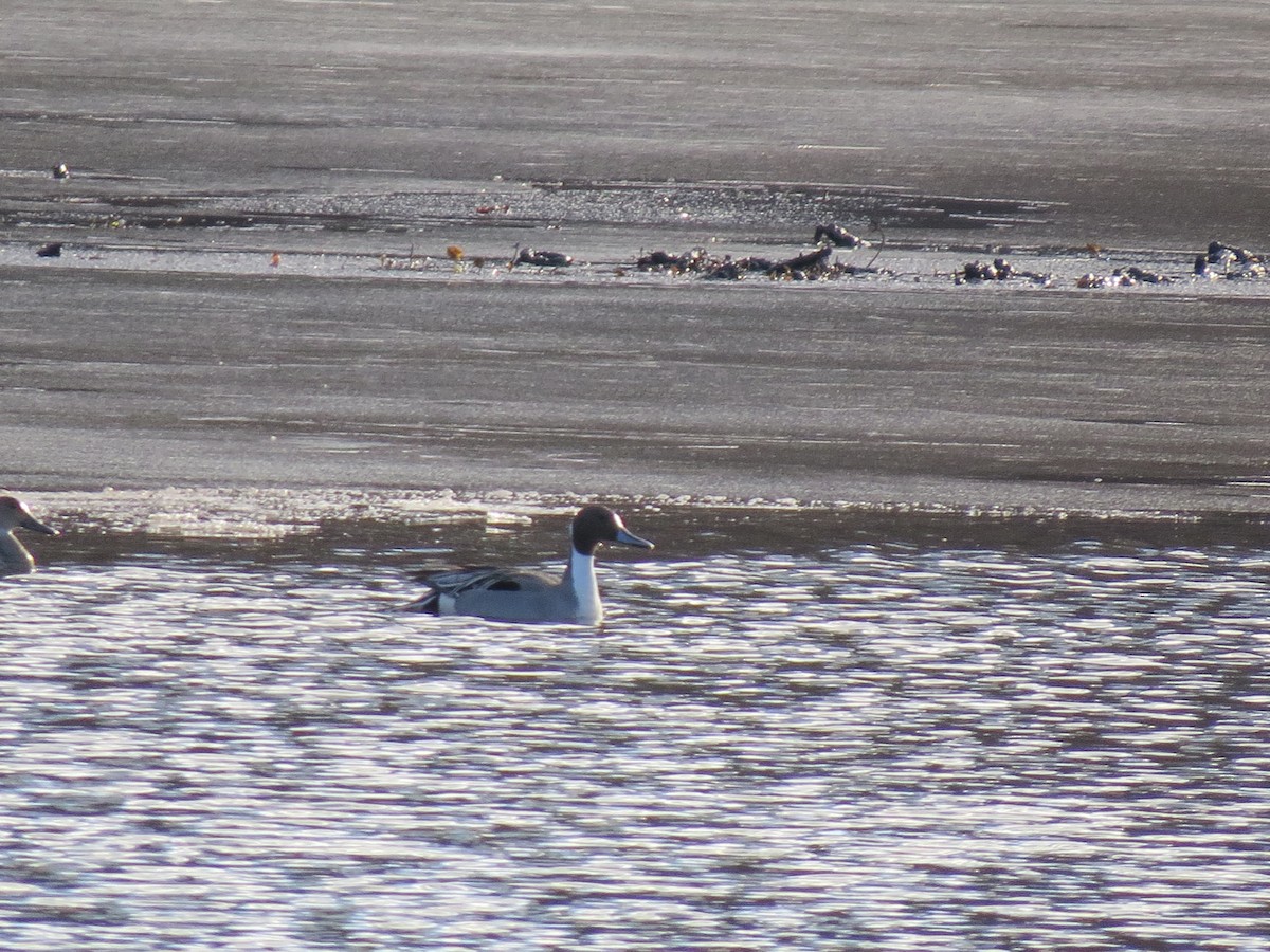 Northern Pintail - ML630279092