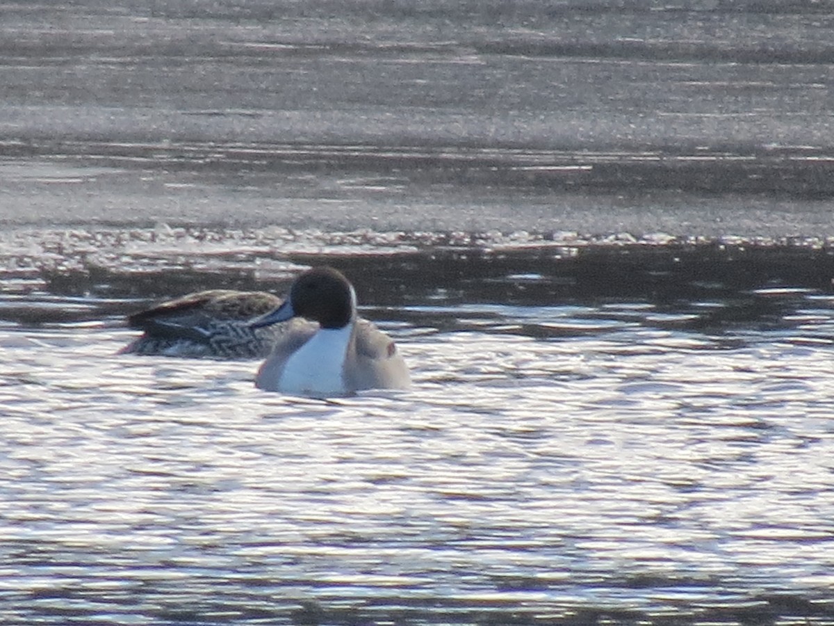 Northern Pintail - ML630279094