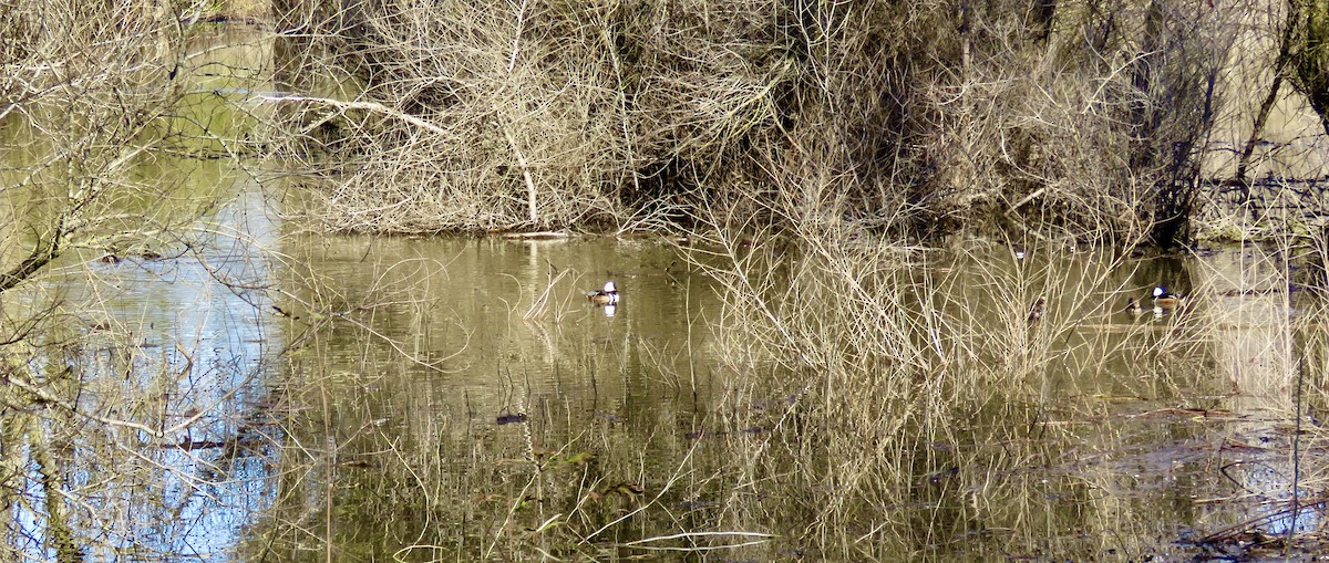 Hooded Merganser - ML630279125