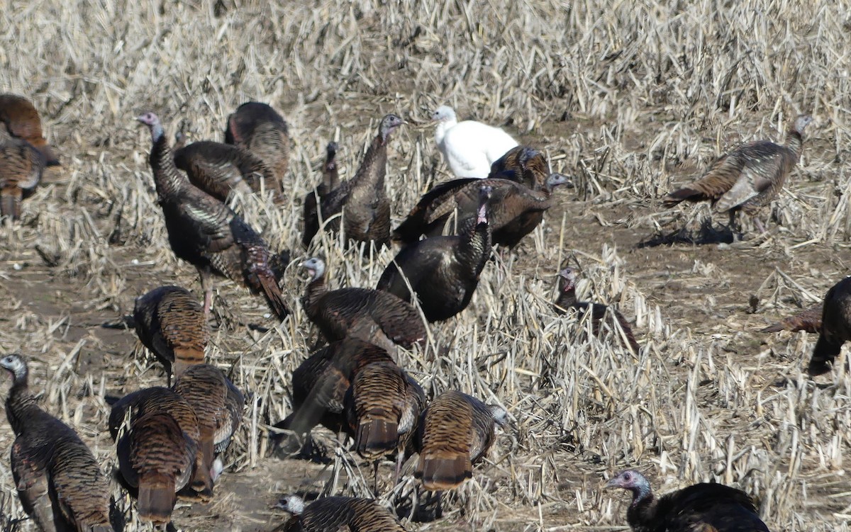 Wild Turkey - ML630279430