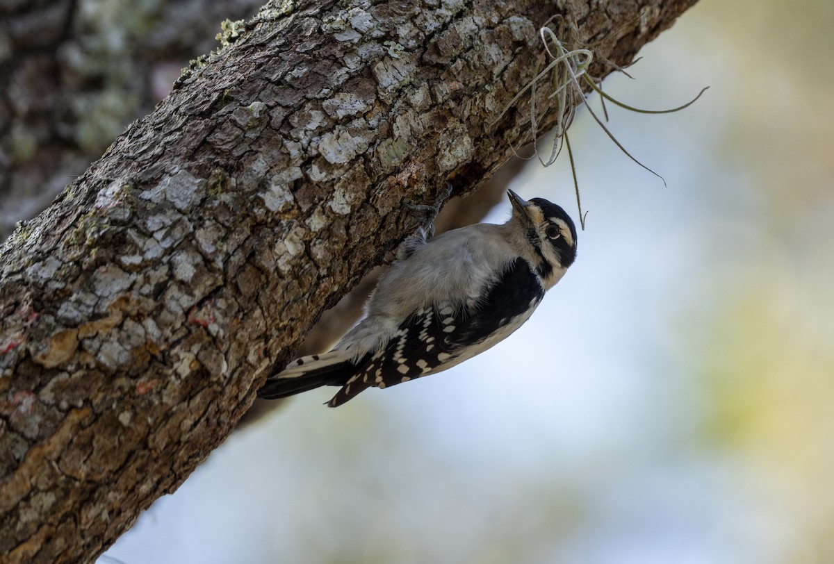 Downy Woodpecker - ML630279770