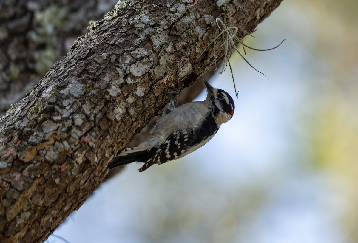 Downy Woodpecker - ML630279787
