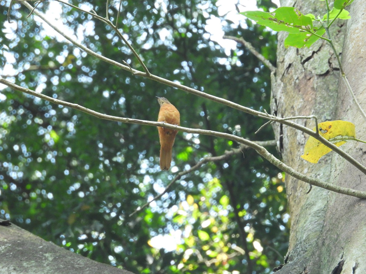 Rufous Flycatcher-Thrush - ML630280361