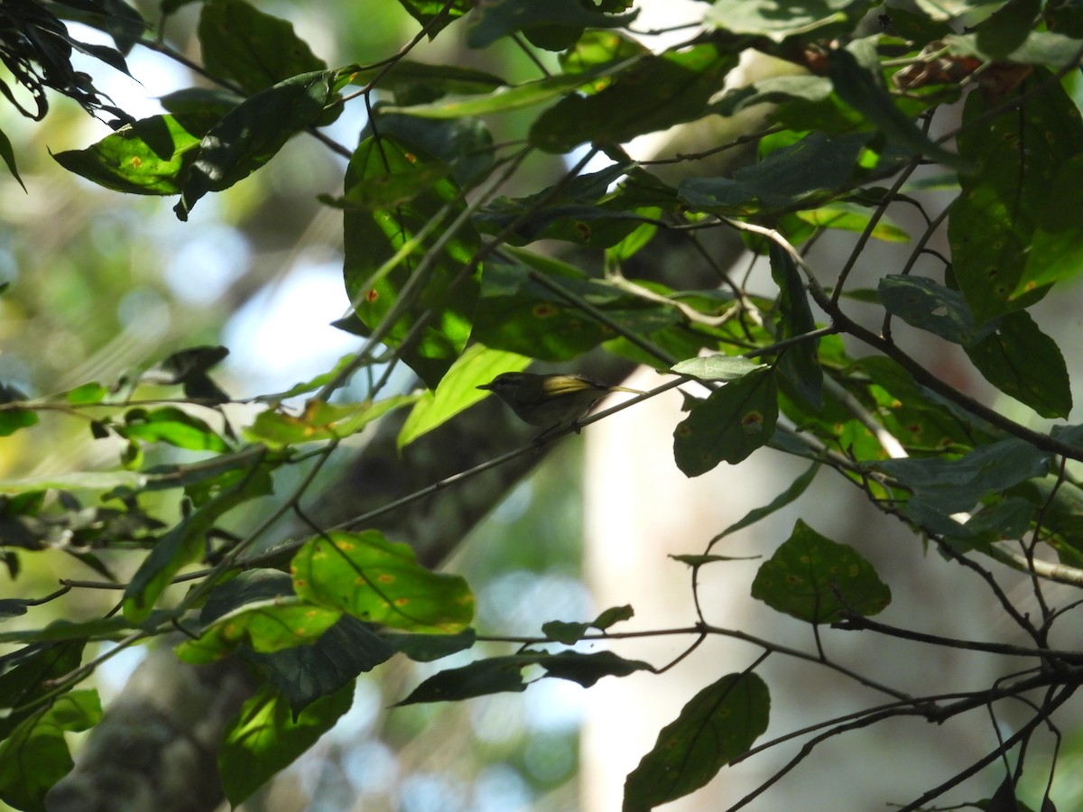 Uganda Woodland-Warbler - ML630280380
