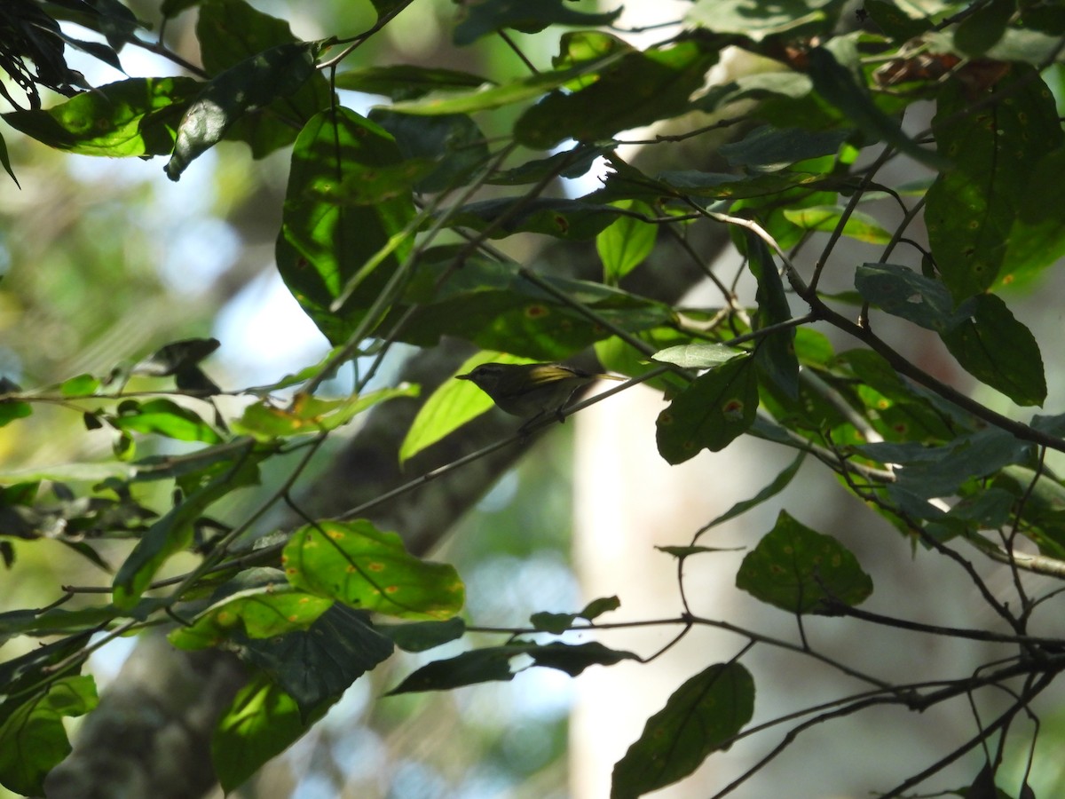 Uganda Woodland-Warbler - ML630280381
