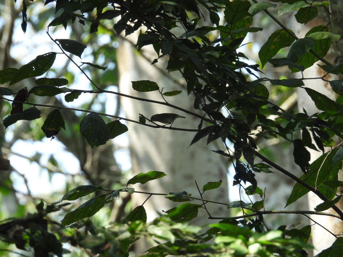Uganda Woodland-Warbler - ML630280383