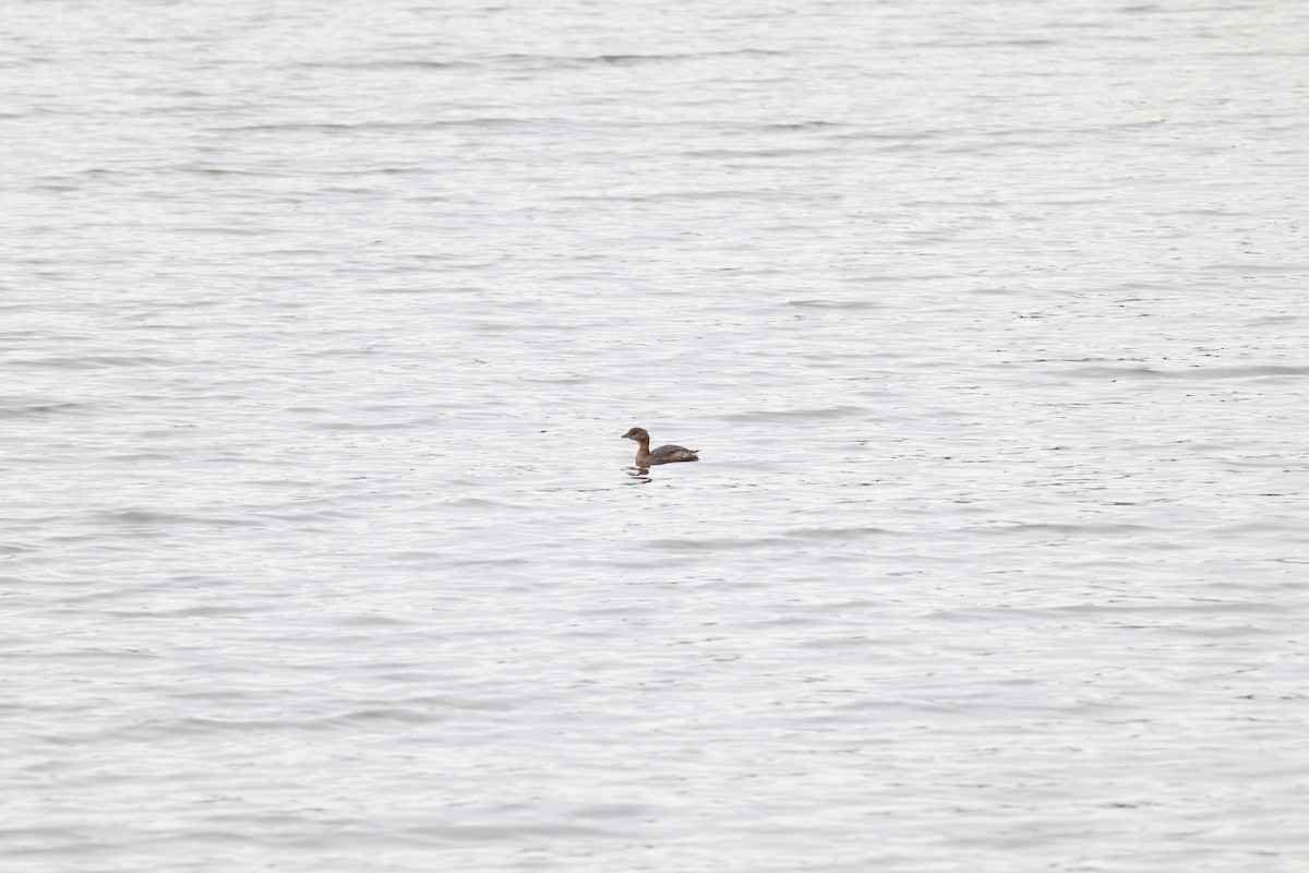 Pied-billed Grebe - ML630280407