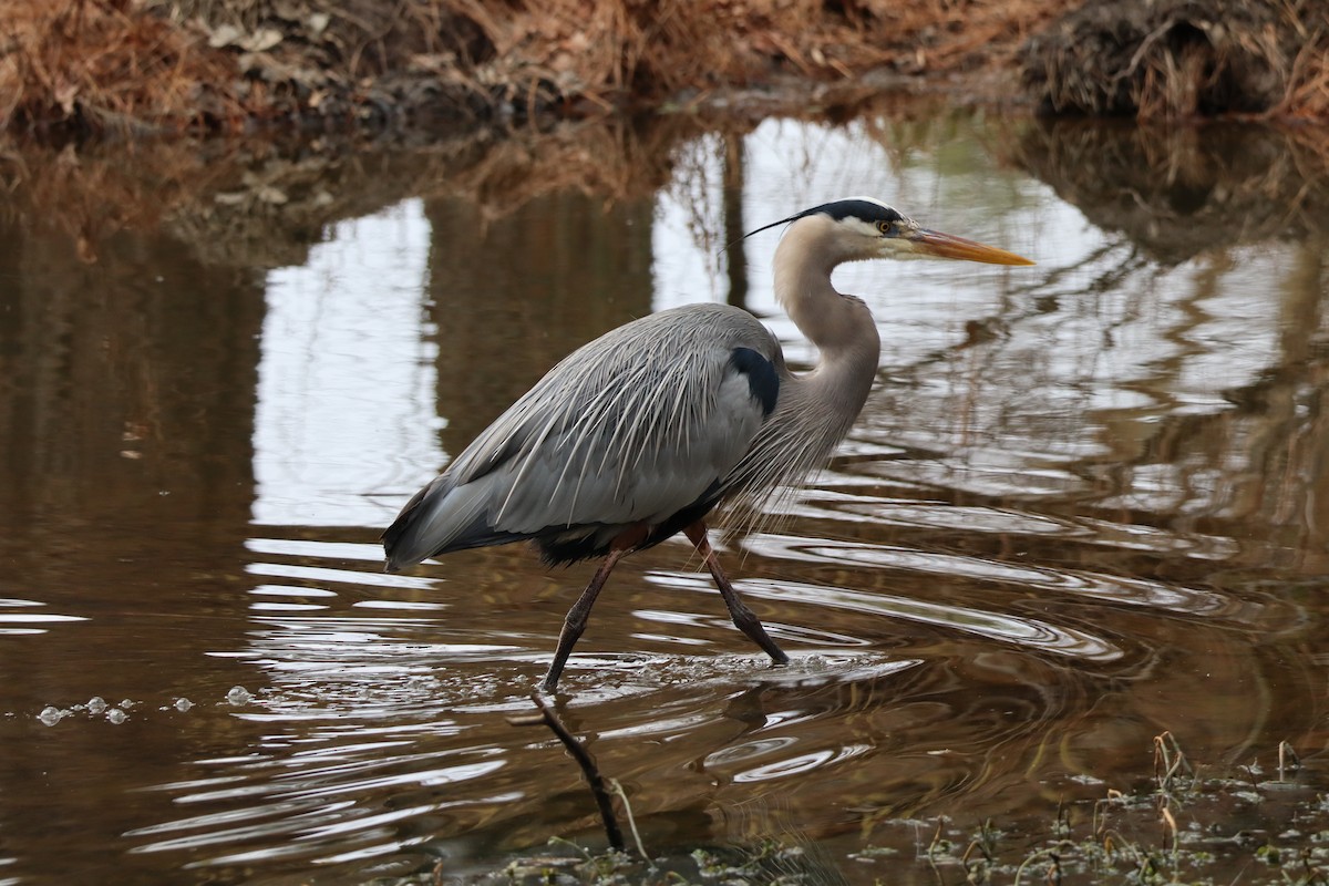Great Blue Heron - ML630280470