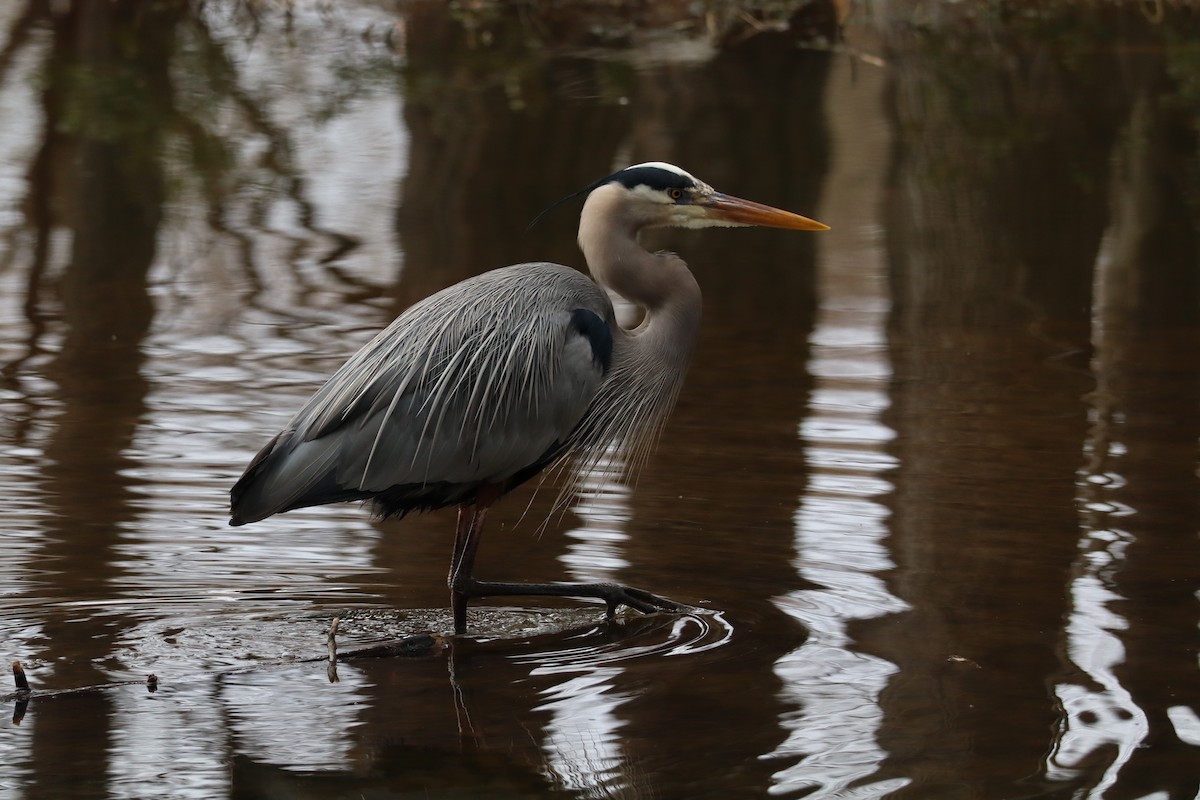 Great Blue Heron - ML630280471
