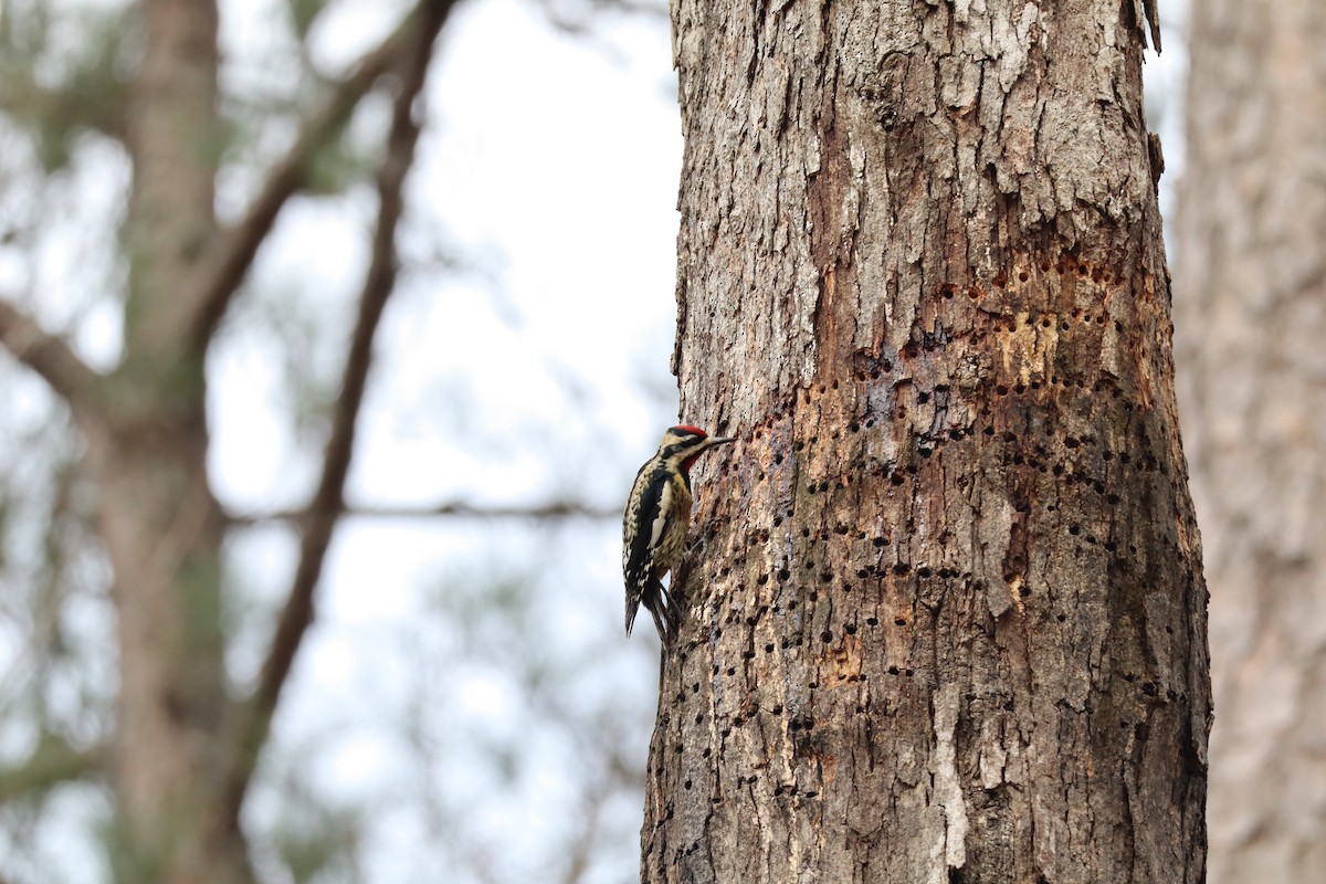 Yellow-bellied Sapsucker - ML630280486