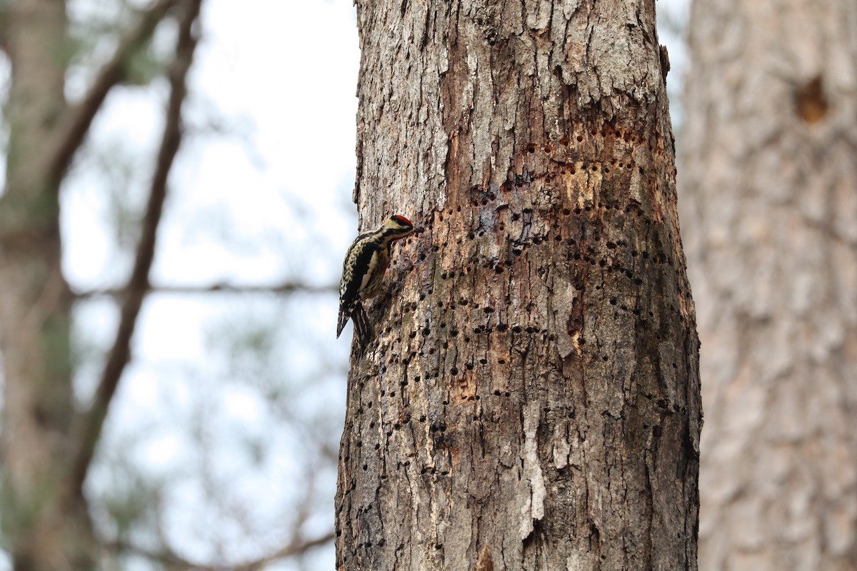 Yellow-bellied Sapsucker - ML630280487