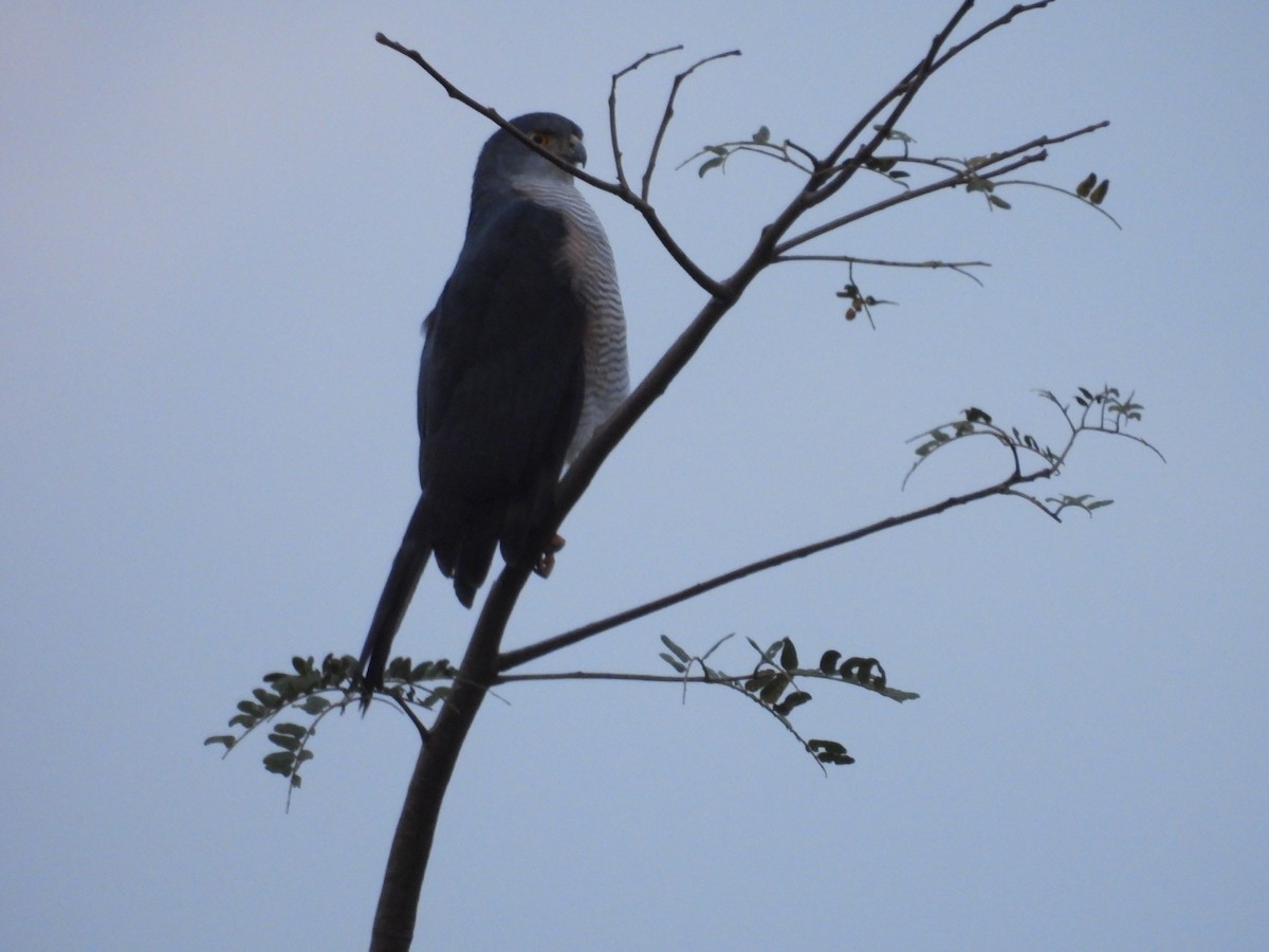 African Goshawk (Eastern) - ML630280610