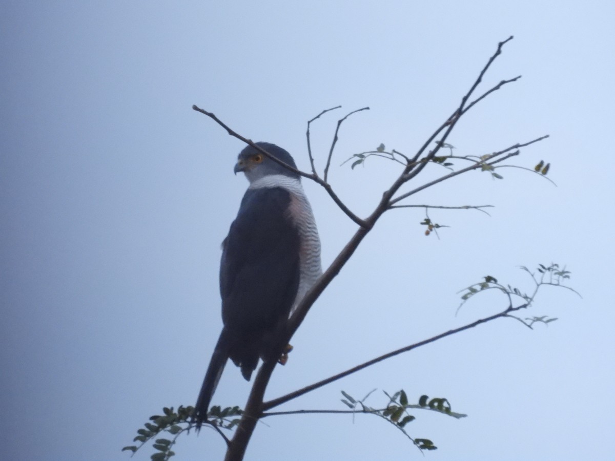 African Goshawk (Eastern) - ML630280611