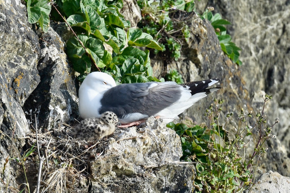 Goéland d'Audubon - ML630280819