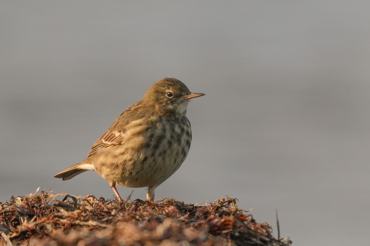 Pipit maritime - ML630281024