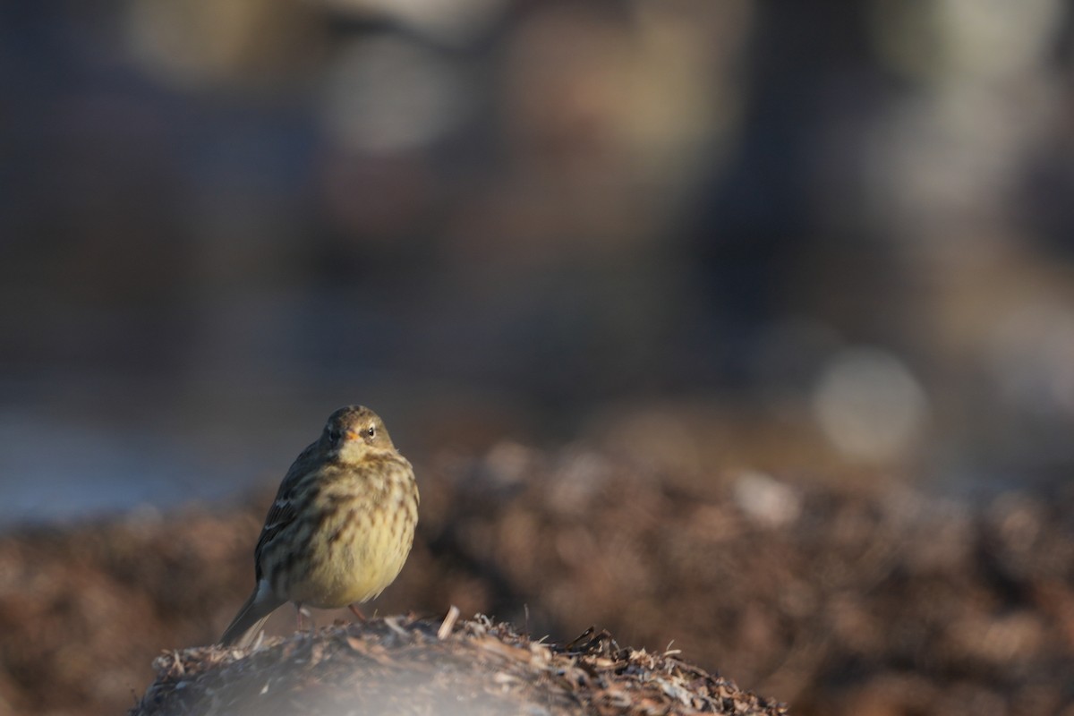 Pipit maritime - ML630281026