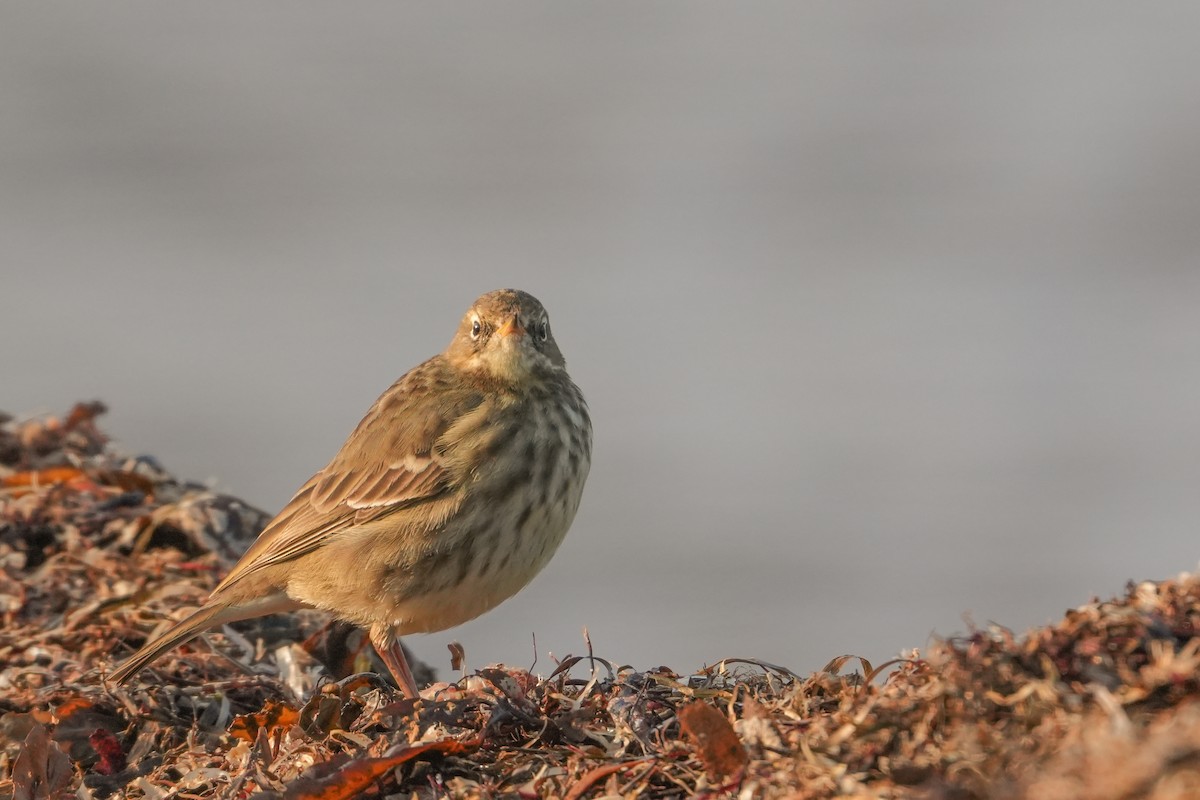 Pipit maritime - ML630281027