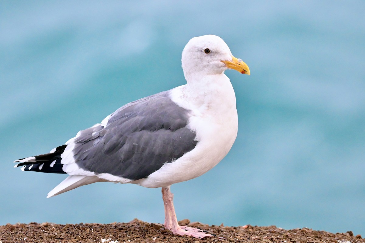 Western Gull - ML630281167