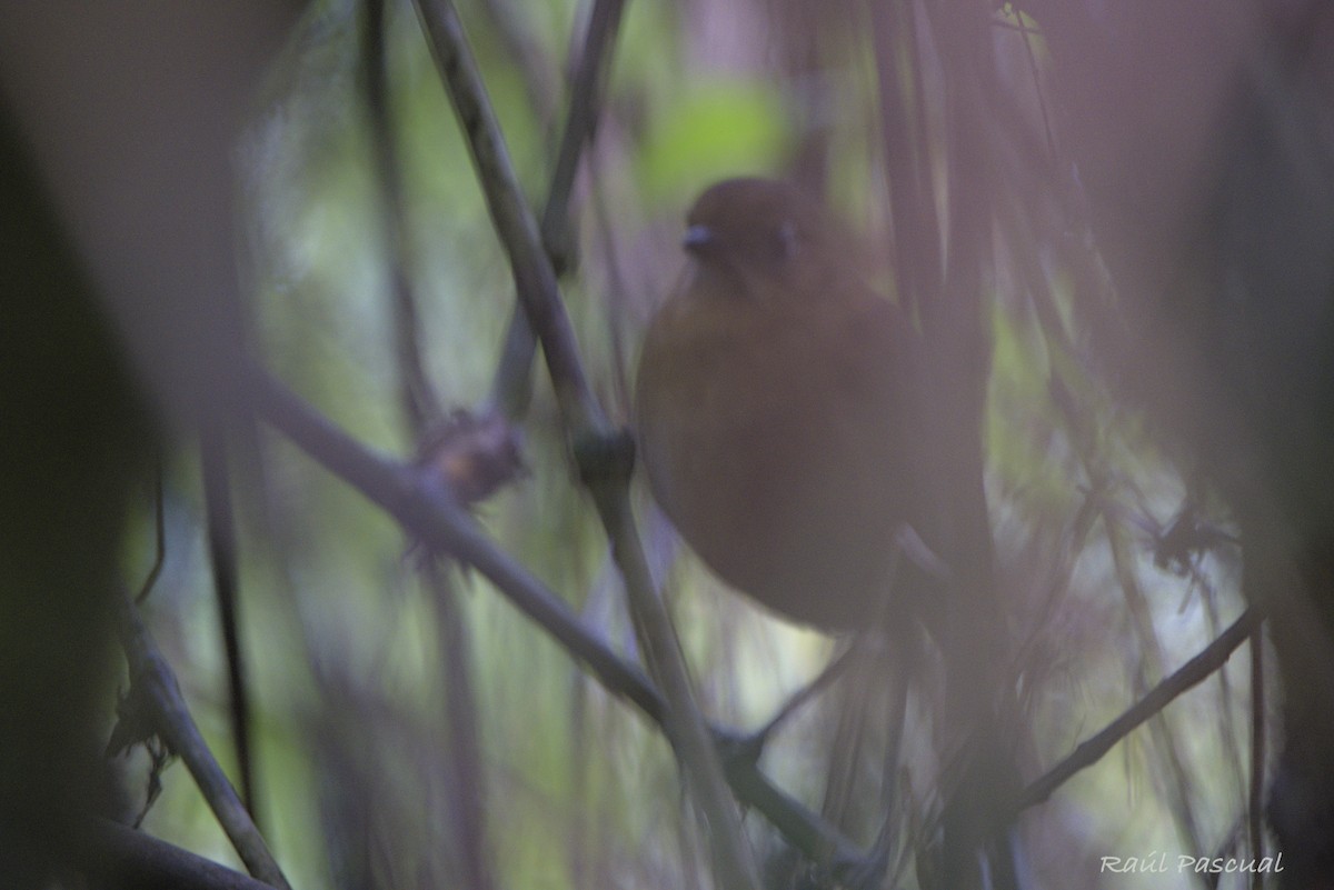 Sierra Nevada Antpitta - ML630281262