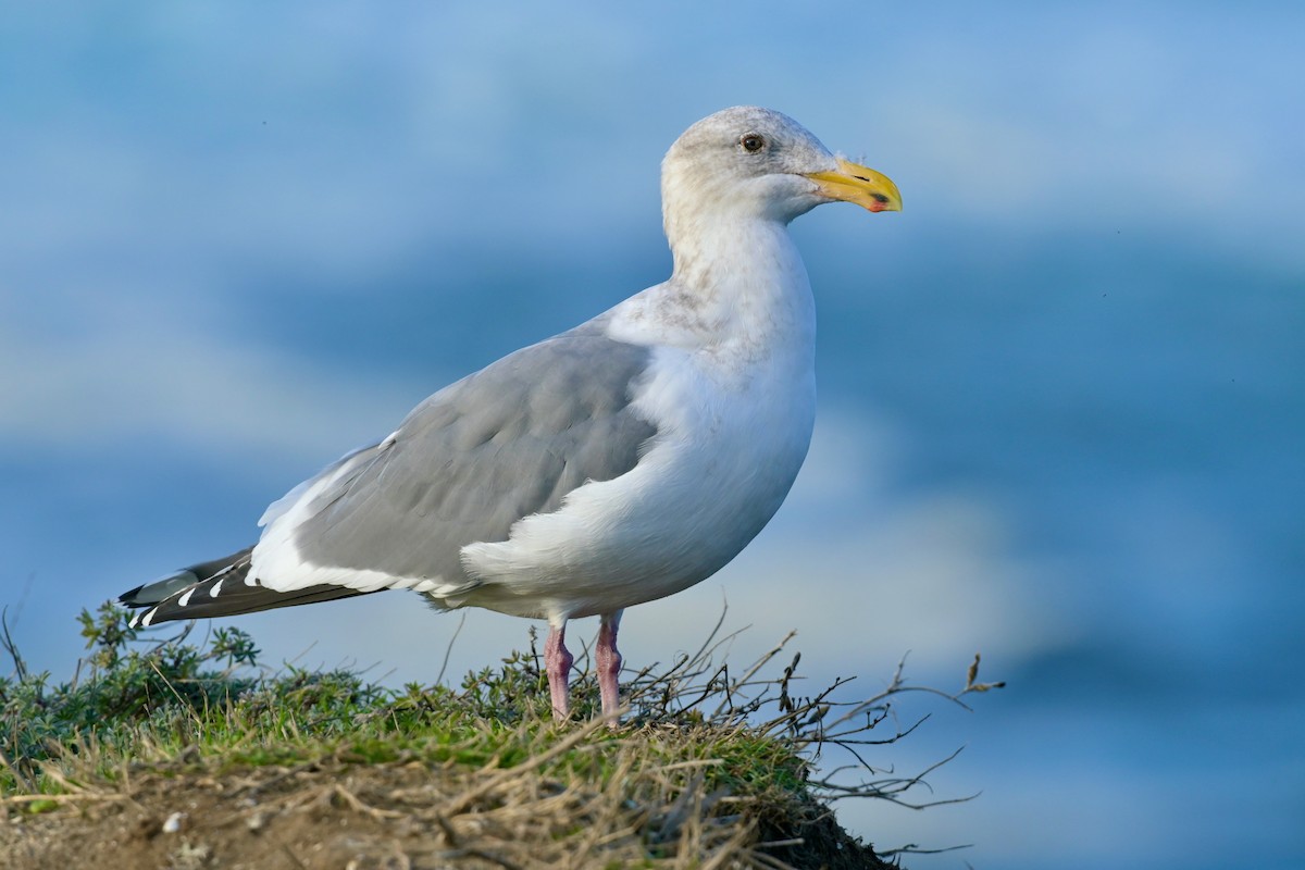 American Herring Gull - ML630281593