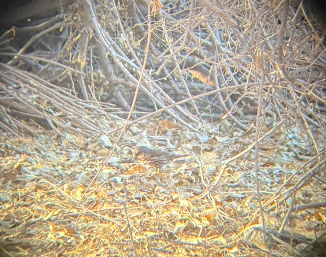 Fox Sparrow - ML630282091