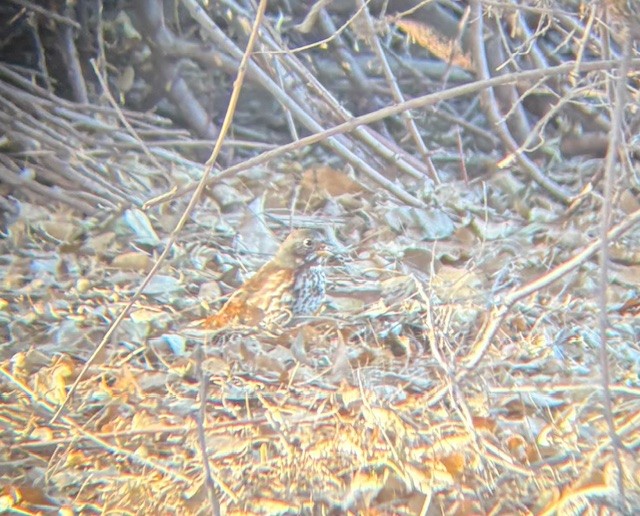 Fox Sparrow - ML630282102