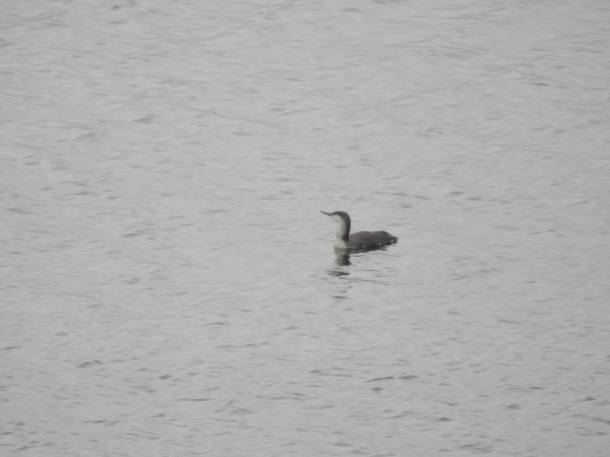 Red-throated Loon - ML630282199